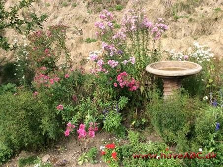 Asters redder din dag