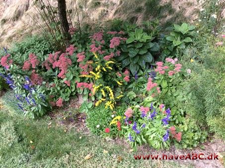 Asters redder din dag