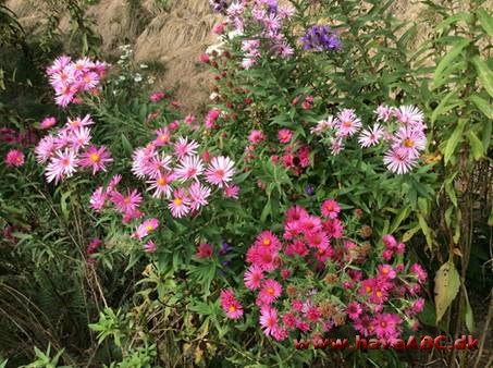 Asters redder din dag