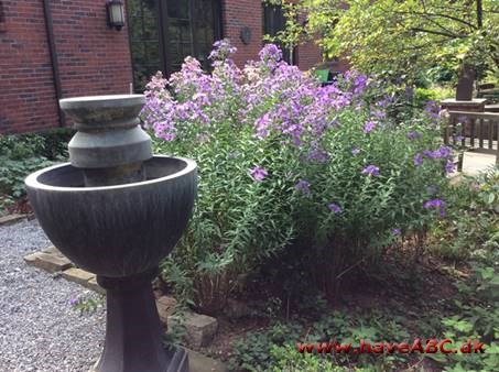 Asters redder din dag