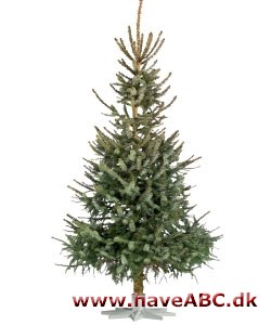 Juletræ guide til de mest populære juletræssorter