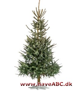 Juletræ guide til de mest populære juletræssorter