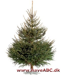 Juletræ guide til de mest populære juletræssorter