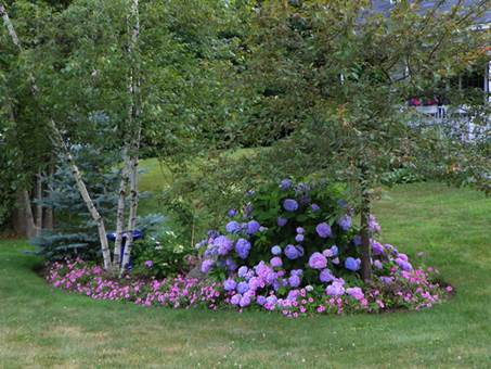 Lilys have er magisk for Hydrangeas