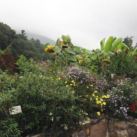 Lake Lure Flowering Bridge