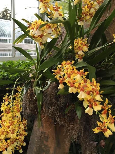 Orkide Show I New York Botanical Garden