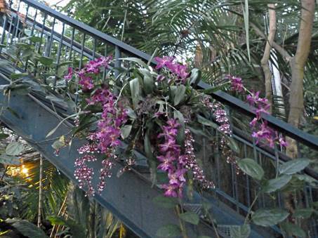 Orkide Show I New York Botanical Garden