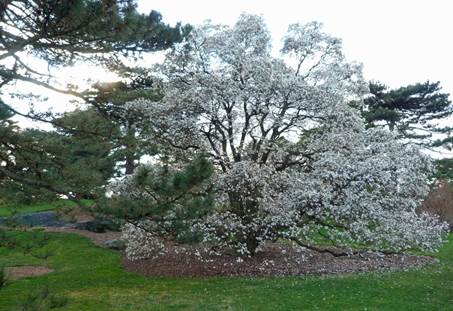 Orkide Show I New York Botanical Garden