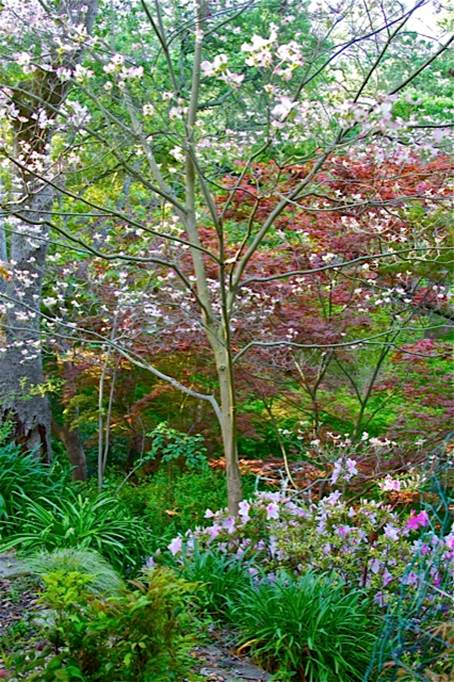 Det er forår i Irvin og Paulines have i California
