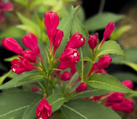 En palette af blomsterfarver 1