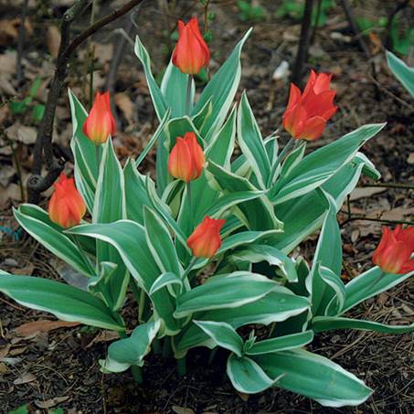 En palette af blomsterfarver 1