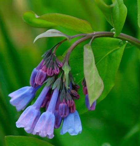 En palette af blomsterfarver 1