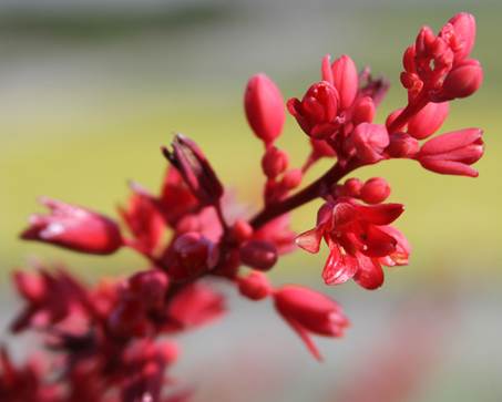 En palette af blomsterfarver 1