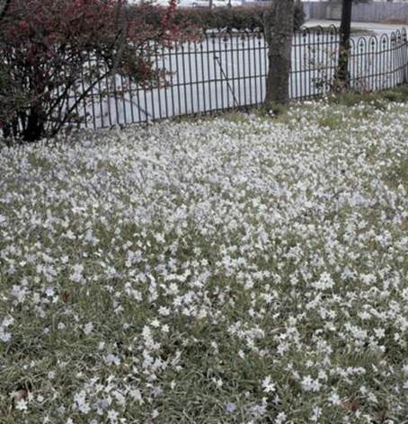 En palette af blomsterfarver 1