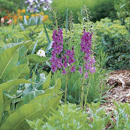 En palette af blomsterfarver 1