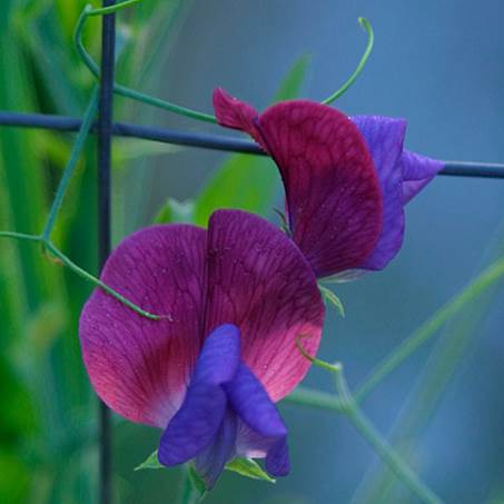 En palette af blomsterfarver 2