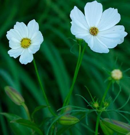 En palette af blomsterfarver 3