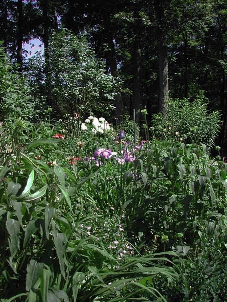 Sandys garden in Connecticut