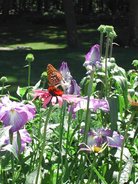 Sandys garden in Connecticut