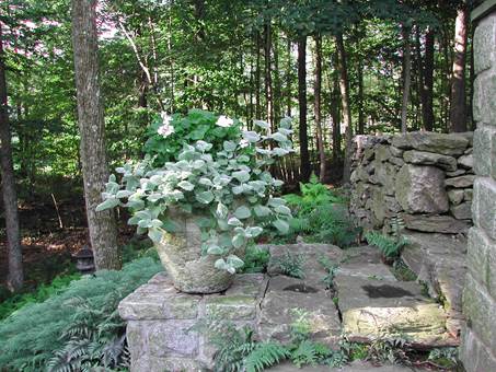 Sandys garden in Connecticut