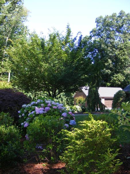 Jeffs drøm om blå hortensia i Tennessee