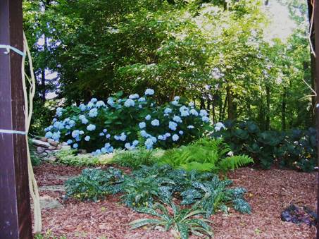 Jeffs drøm om blå hortensia i Tennessee