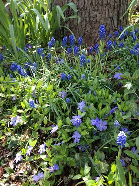 Forårs farver i Dianes have i Illinois