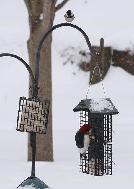 Vinter og sommer venner i Beths have i Iowa