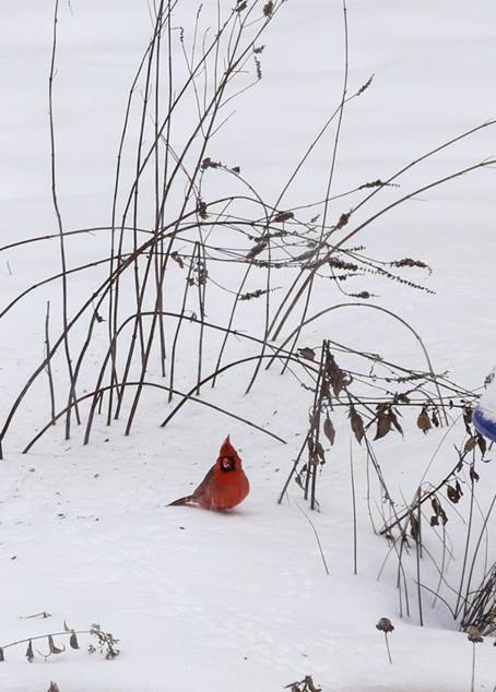 Vinter og sommer venner i Beths have i Iowa