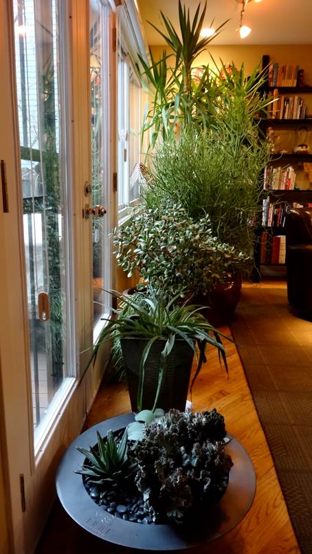 Sheilas hus in Colorado er fyldt med potteplanter