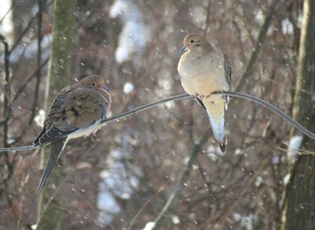 Vinter i Teries have i New York