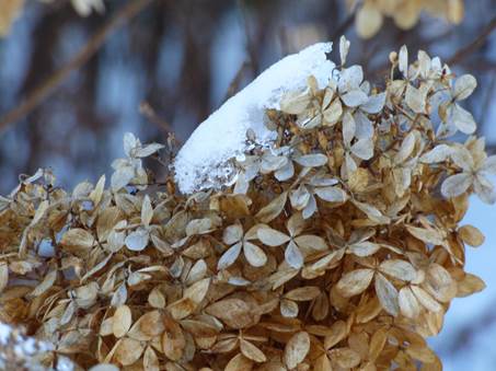 Vinter i Marias have i Ontario