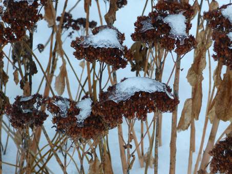 Vinter i Marias have i Ontario