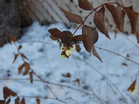 Vinter i Marias have i Ontario