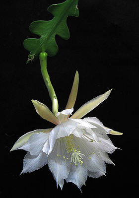 Bladkaktus - Epiphyllum
