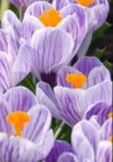Solbakkens Blomsterløg