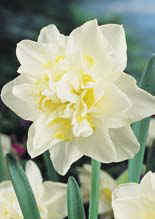 Solbakkens Blomsterløg