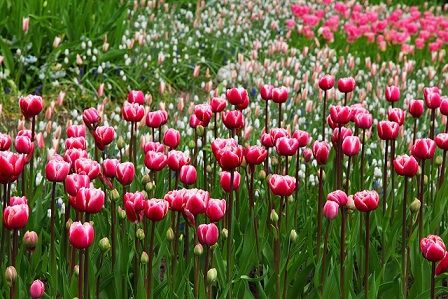 Solbakkens Blomsterløg