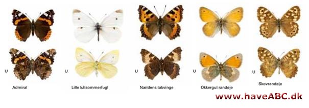 Sommerfugle - Lepidoptera
