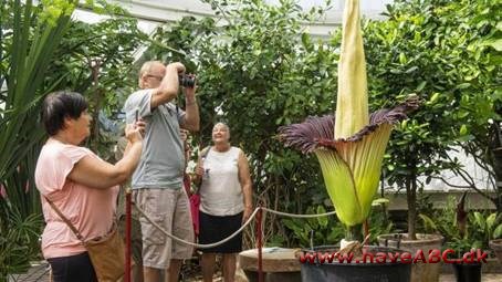 Penisblomst - amorphophallus titanum