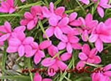 Afrikanske bjergvioler - Rhodohypoxis