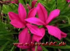 Afrikanske bjergvioler - Rhodohypoxis