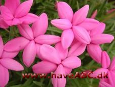 Afrikanske bjergvioler - Rhodohypoxis