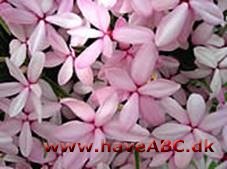 Afrikanske bjergvioler - Rhodohypoxis