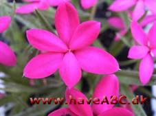 Afrikanske bjergvioler - Rhodohypoxis