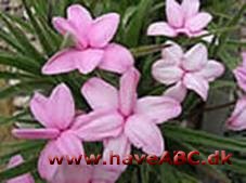 Afrikanske bjergvioler - Rhodohypoxis