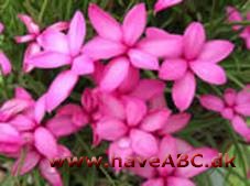 Afrikanske bjergvioler - Rhodohypoxis