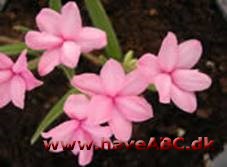 Afrikanske bjergvioler - Rhodohypoxis