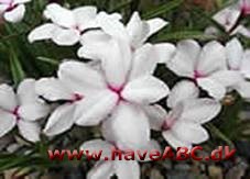 Afrikanske bjergvioler - Rhodohypoxis