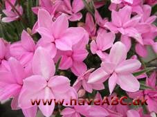 Afrikanske bjergvioler - Rhodohypoxis